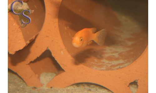 Metriaclima estherae minos reef